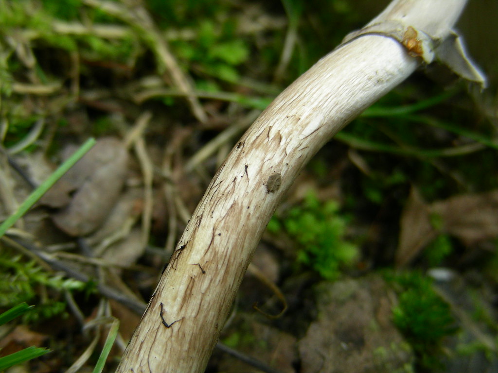 Amanita porphyria: scheda fotografica